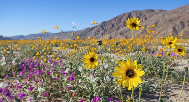 Wildflower blooming in Anza Borrego Desert State Park, California.
