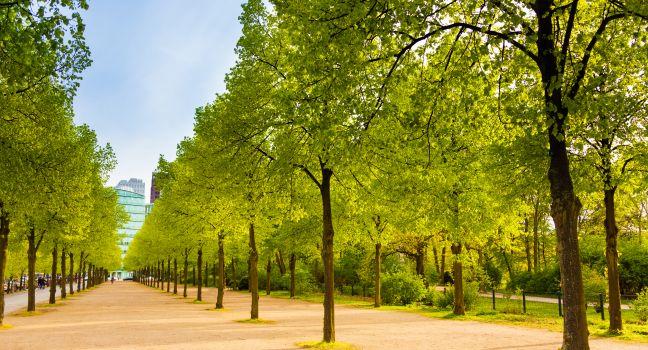 Tiergarten view with rows of trees in Berlin, Germany.
