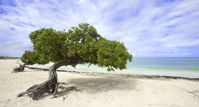 Divi divi tree on Eagle beach, Aruba; 