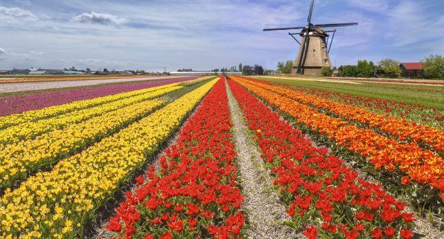 Iconic beautiful and colorful tulip farm with a windmill landscape at Lisse during the spring season.
