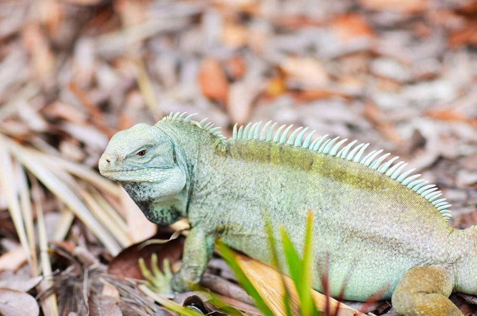 Rock iguana in a natural environments at  Little Water Cay in Turks and Caicos.