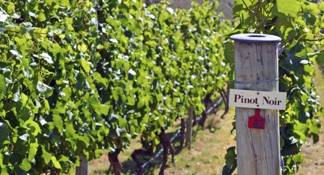 Pinot Noir sign on grape vine in Gibbston valley in Otago, south Island of New Zealand.;