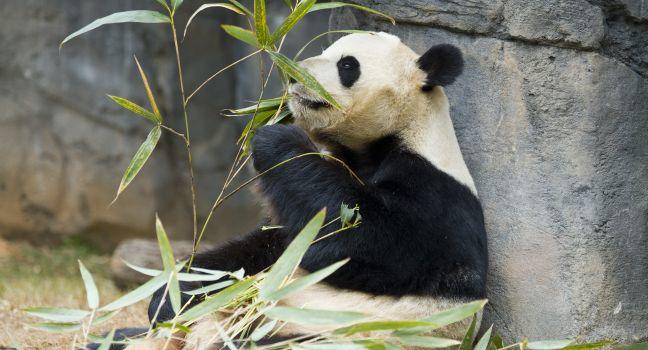 Panda relaxing and eating fresh bamboo.