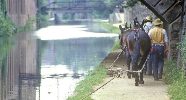 Horses, National Historical Park, C&amp;O Canal, Washington, D.C., USA