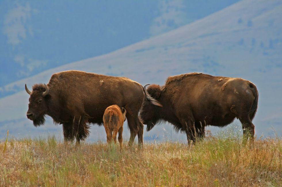 American bison (Bison bison) with calf, National Bison Range, Montana