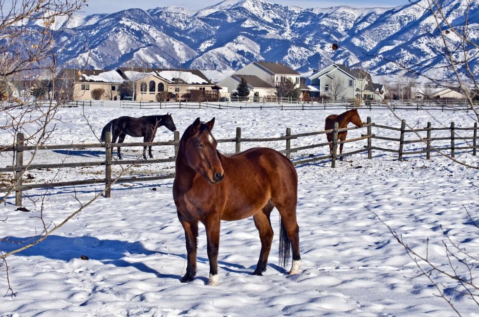 December in Bozeman, Montana - wintry scenic with three horses standing in a snow-covered pasture with dramatic mountains in background.
