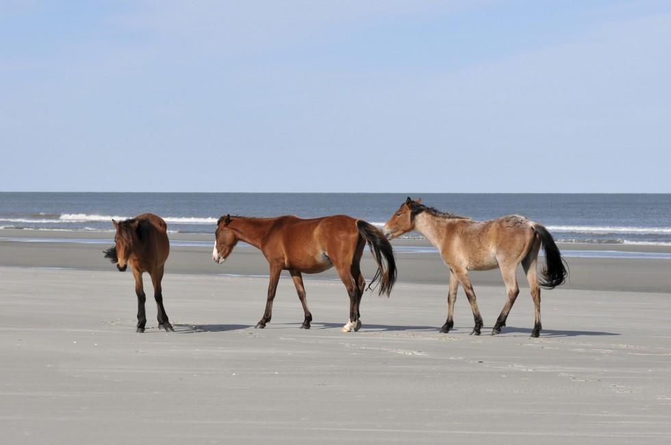 Wild horses on the beach at Cumberland Island, Georgia; Shutterstock ID 75370135; Project/Title: AARP; Downloader: Melanie Marin