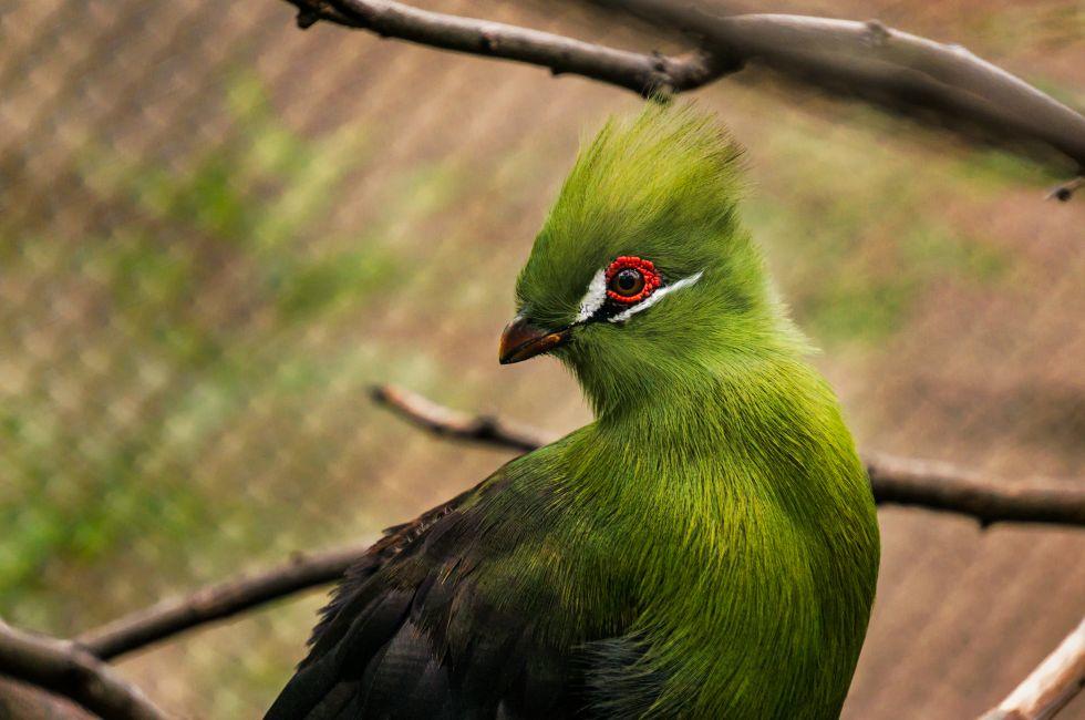 Green turaco bird in the San Antonio zoo