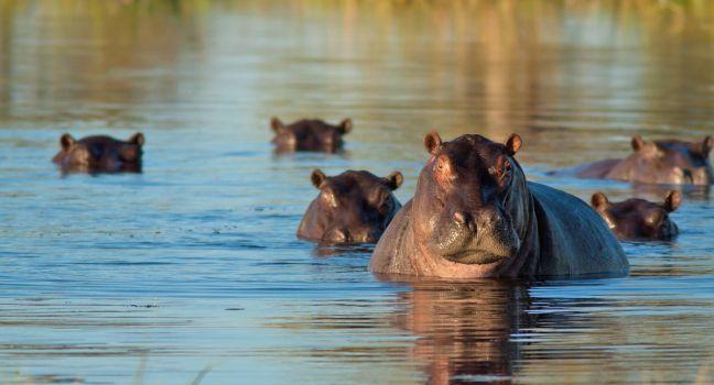 herd of hippopotamus.