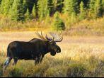 Wild Bull Moose in autumn, Spray Valley Provincial Park in Kananaskis Country Alberta Canada; Shutterstock ID 63274810; Project/Title: 10 Photography Safaris Worth Taking; Downloader: Melanie Marin