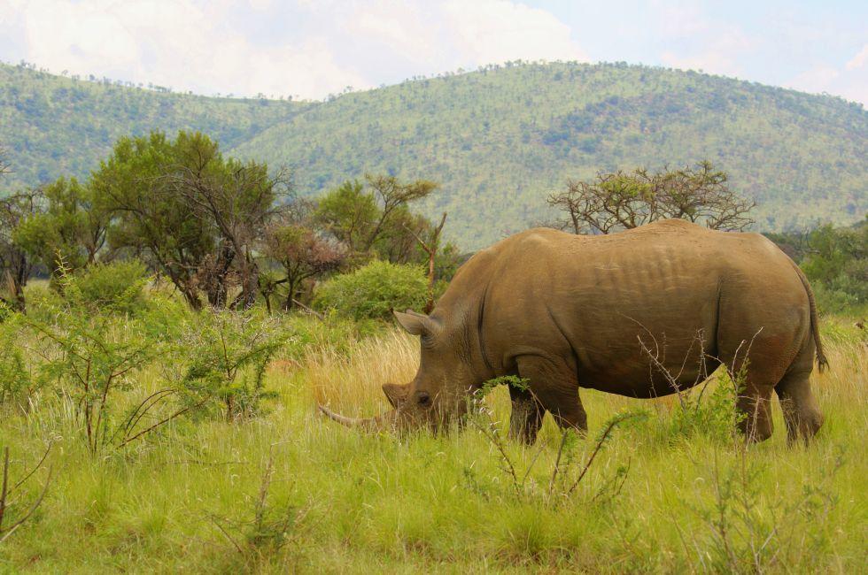 Rhino, Pilanesberg Game Reserve, South Africa