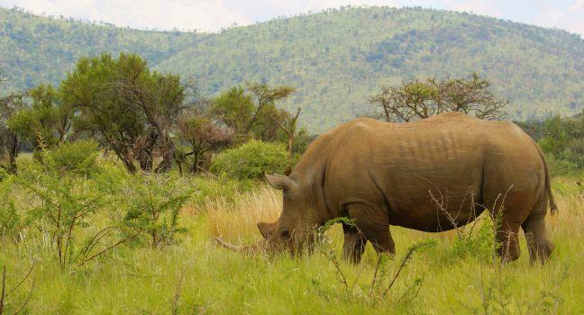 Rhino, Pilanesberg Game Reserve, South Africa