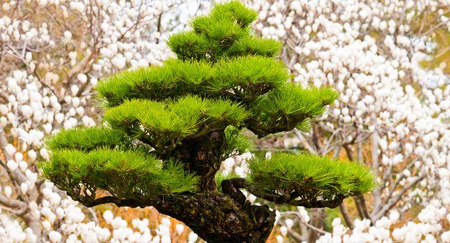 Bonsai Tree, Hallim Park, Jeju Island, South Korea