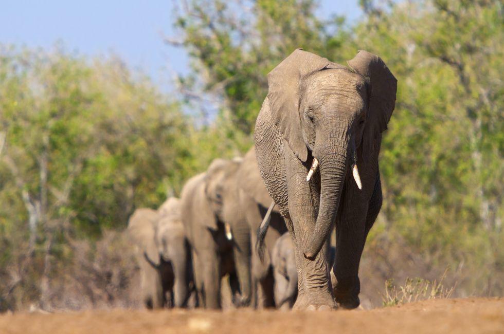A herd of elephants approaches a waterhole in single file